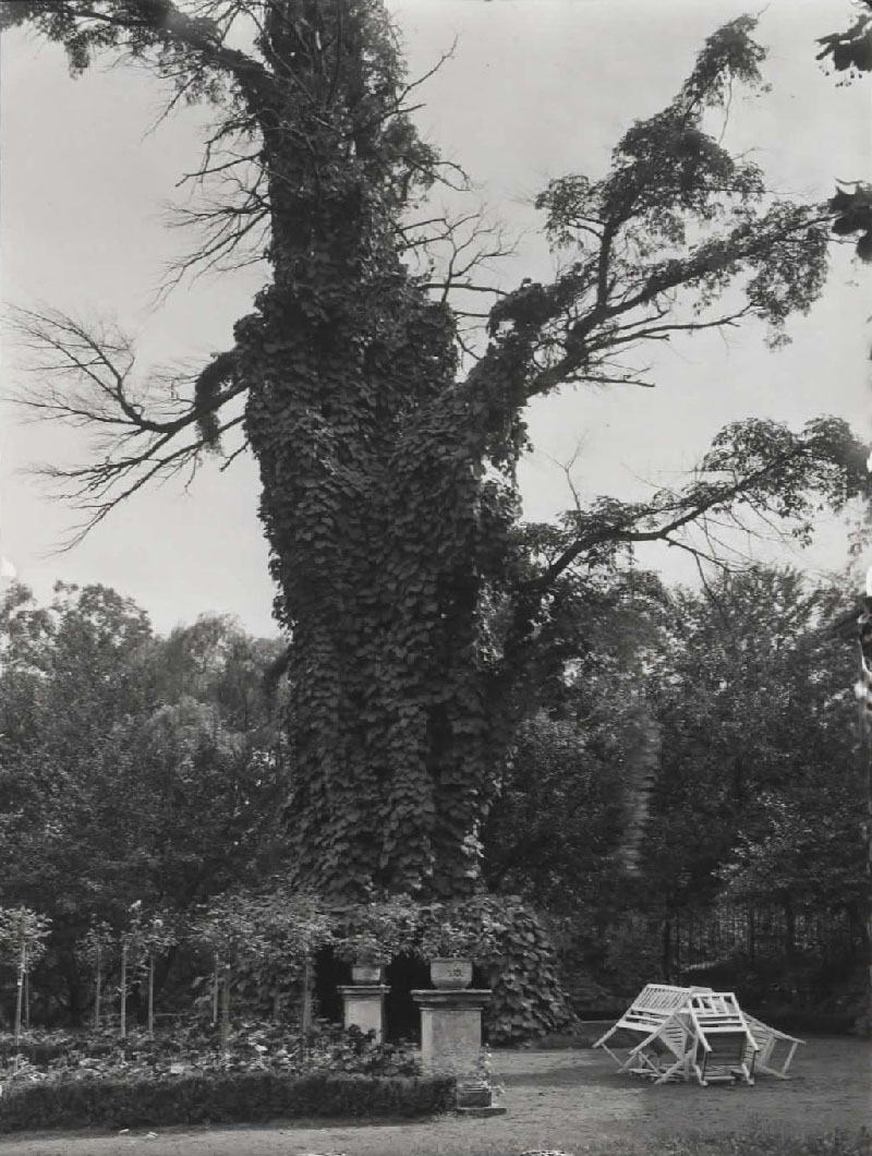 Der älteste Baum direkt im Schloss-Hinterhof